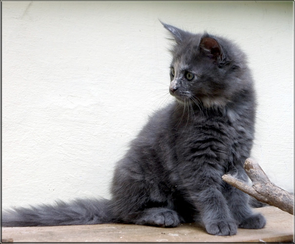 Zum Schlieen Foto anklicken!