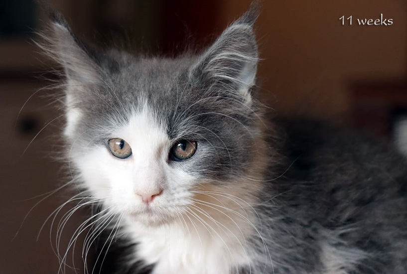Zum Schlieen Foto anklicken!