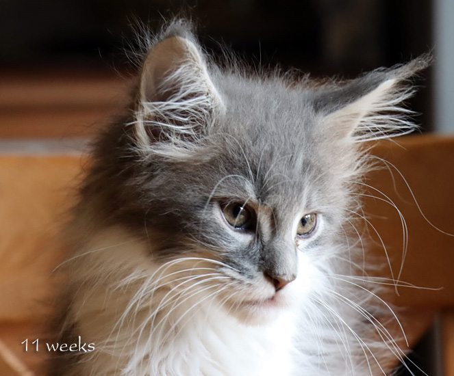 Zum Schlieen Foto anklicken!