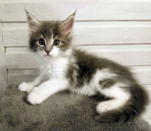 Zum Schlieen Foto anklicken!