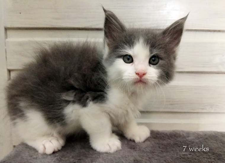 Zum Schlieen Foto anklicken!