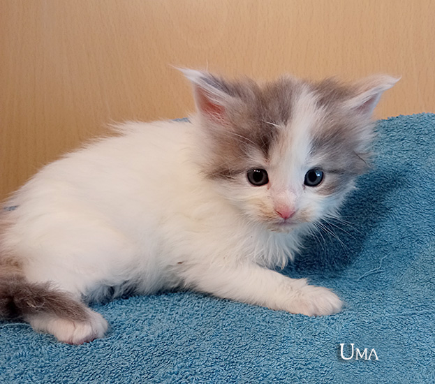 Zum Schlieen Foto anklicken!