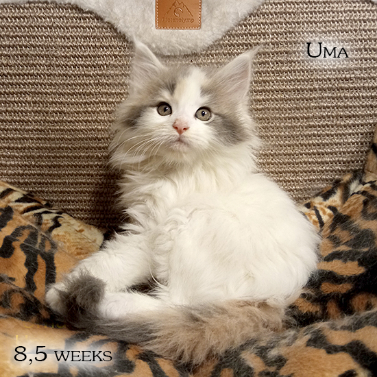 Zum Schlieen Foto anklicken!