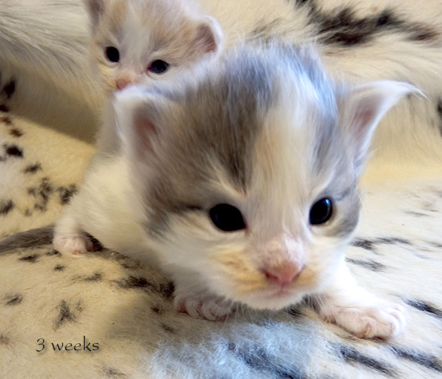 Zum Schlieen Foto anklicken!